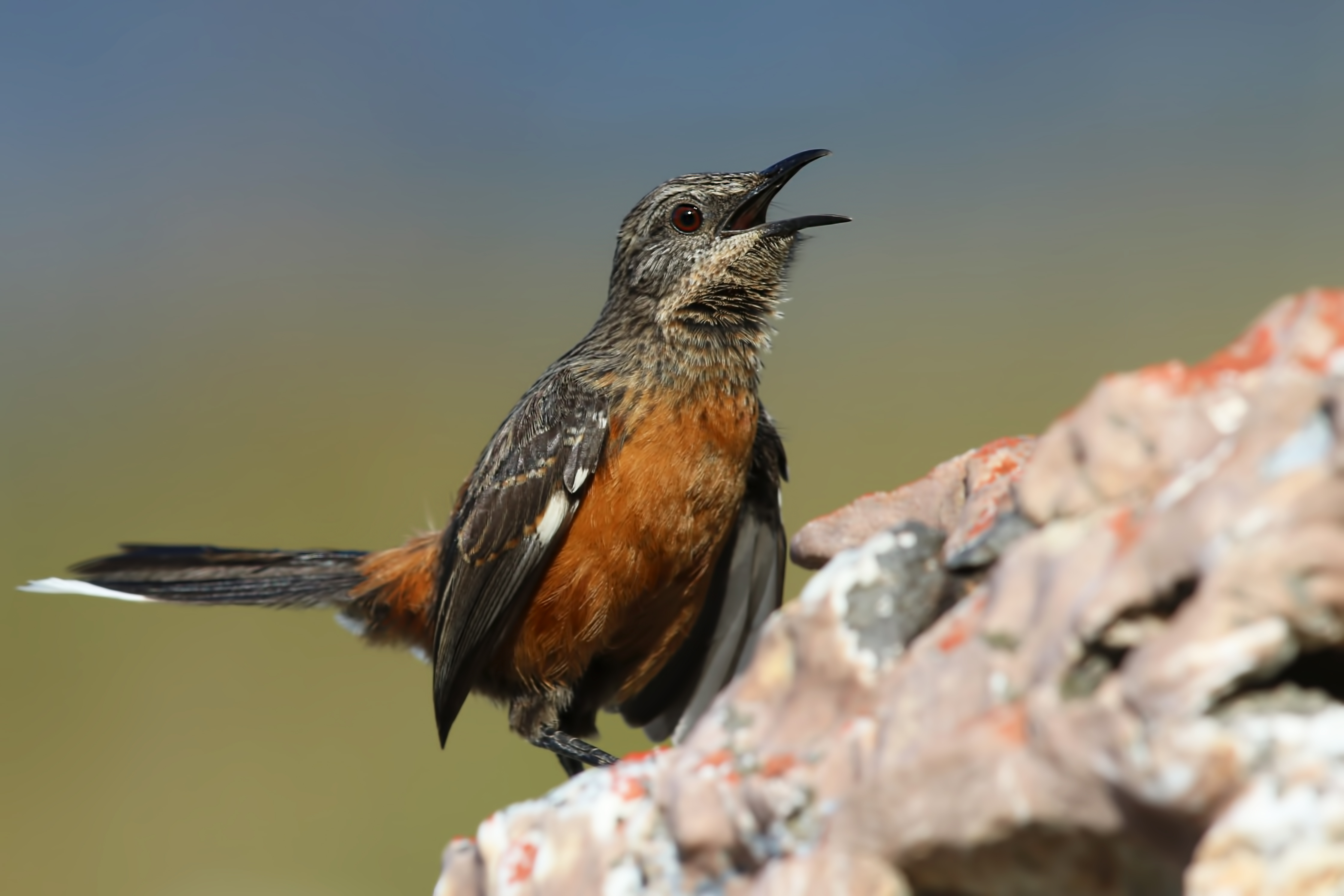 Cape Rockjumper